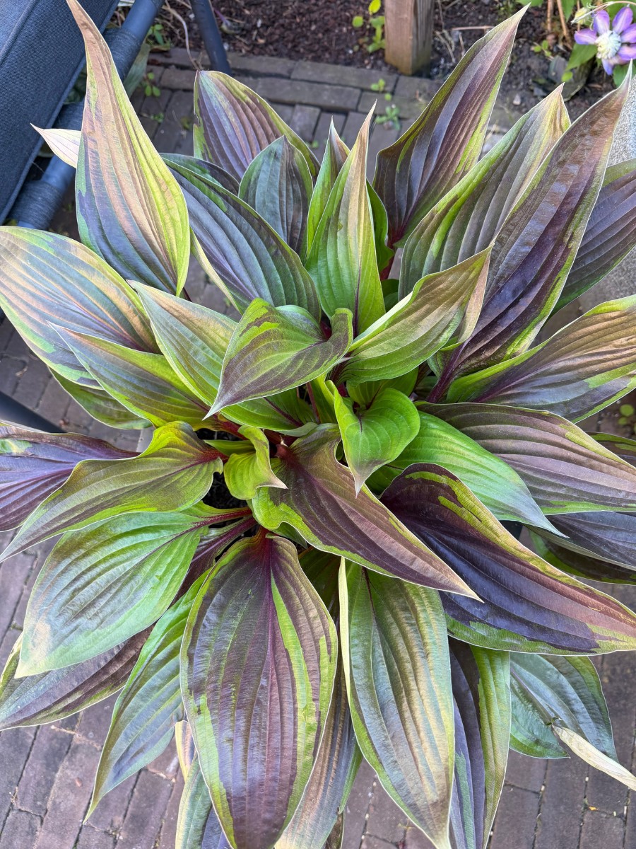 Michael &lsquo;Mr. Plant Geek&rsquo; Perry on the Hosta Red Ninja