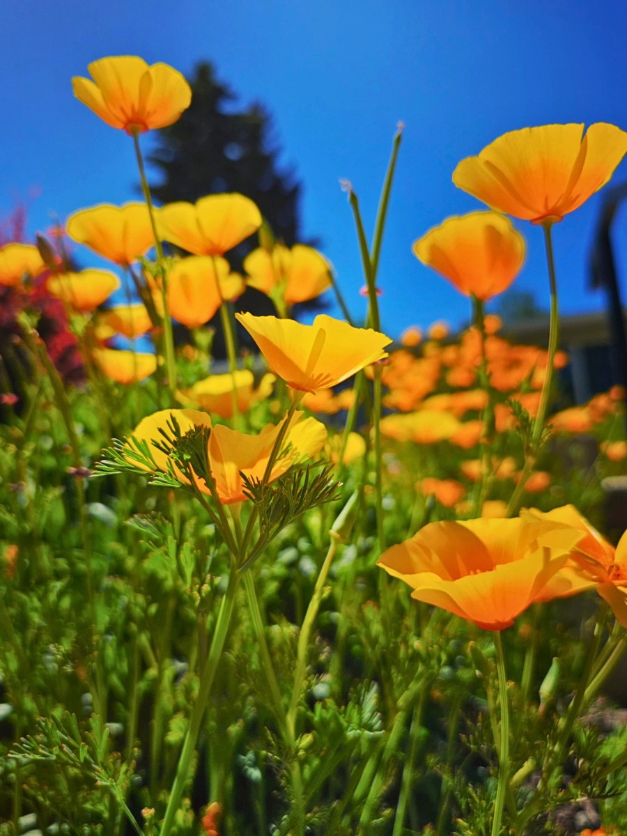 All About the California Poppy, the California State Flower.