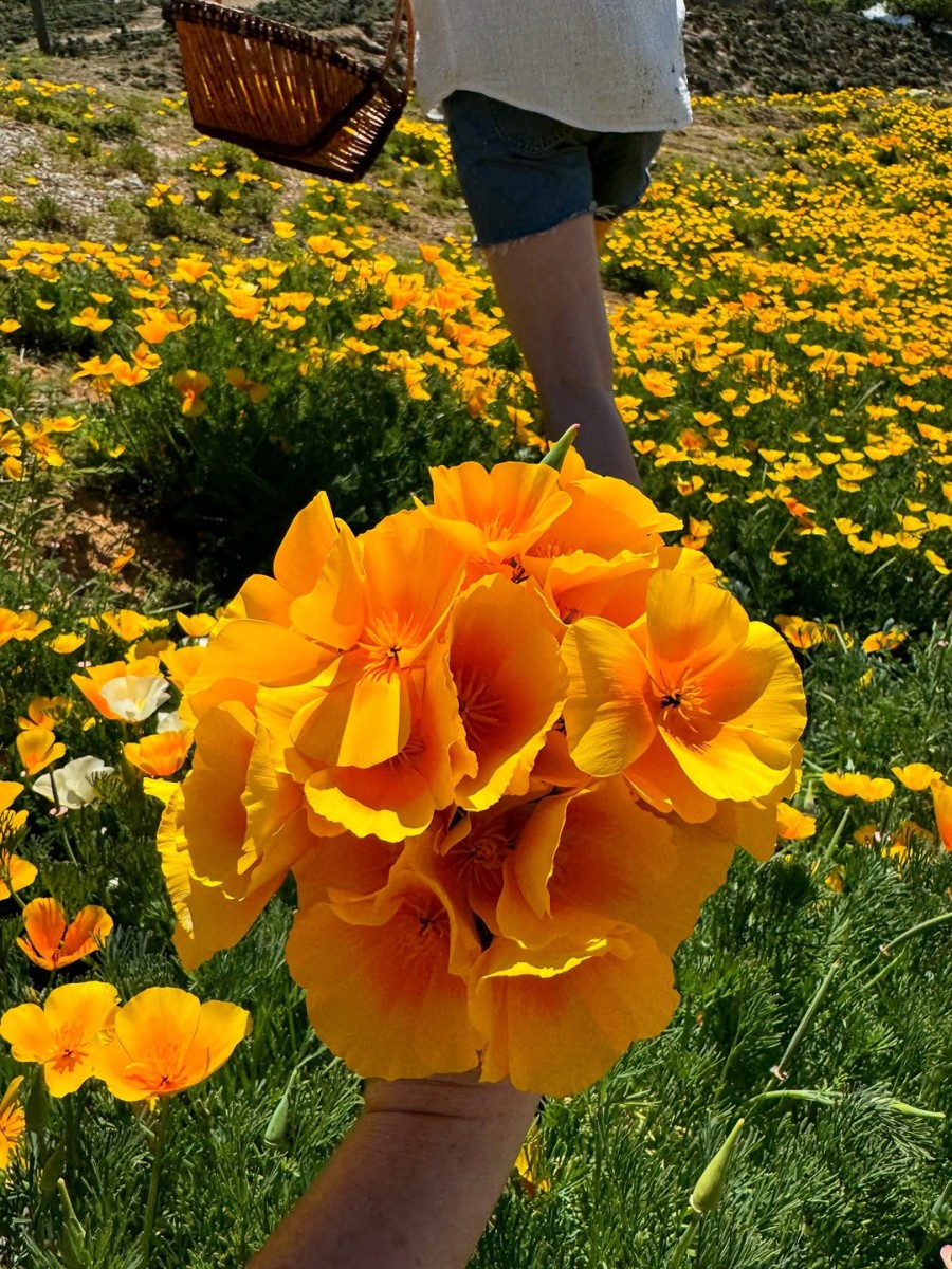 Scientifically known as Eschscholzia californica, the California poppy belongs to the Papaveraceae family