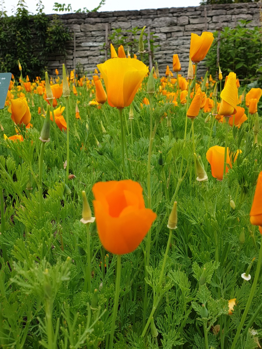 California State Flower and What You&rsquo;d Want to Know About the California Poppy