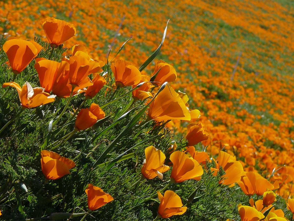All About the California Poppy, the California State Flower.