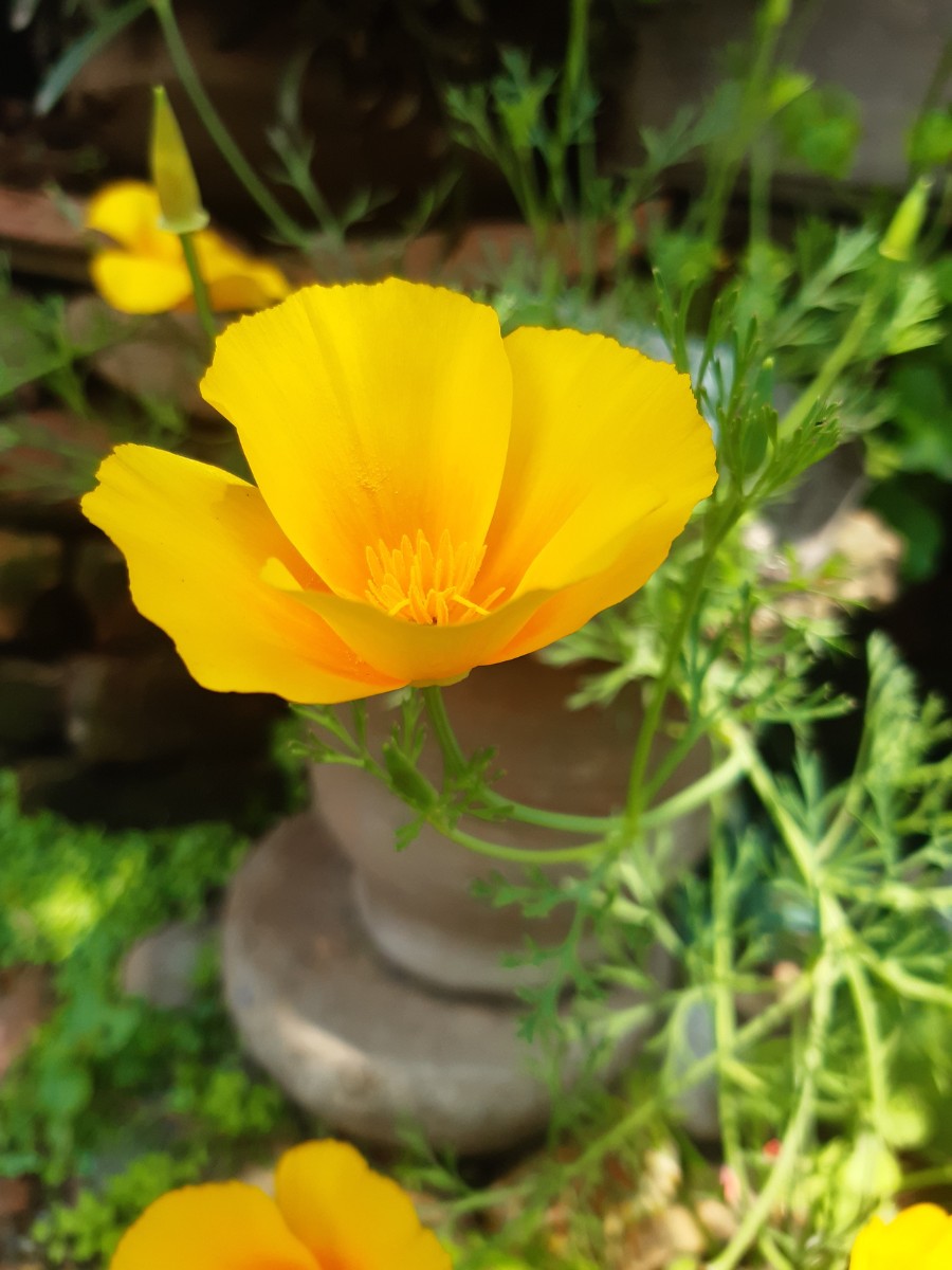 California State Flower and What You&rsquo;d Want to Know About the California Poppy