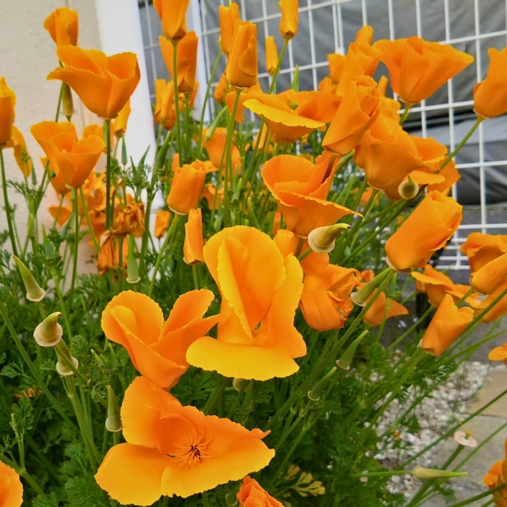 California State Flower and What You&rsquo;d Want to Know About the California Poppy