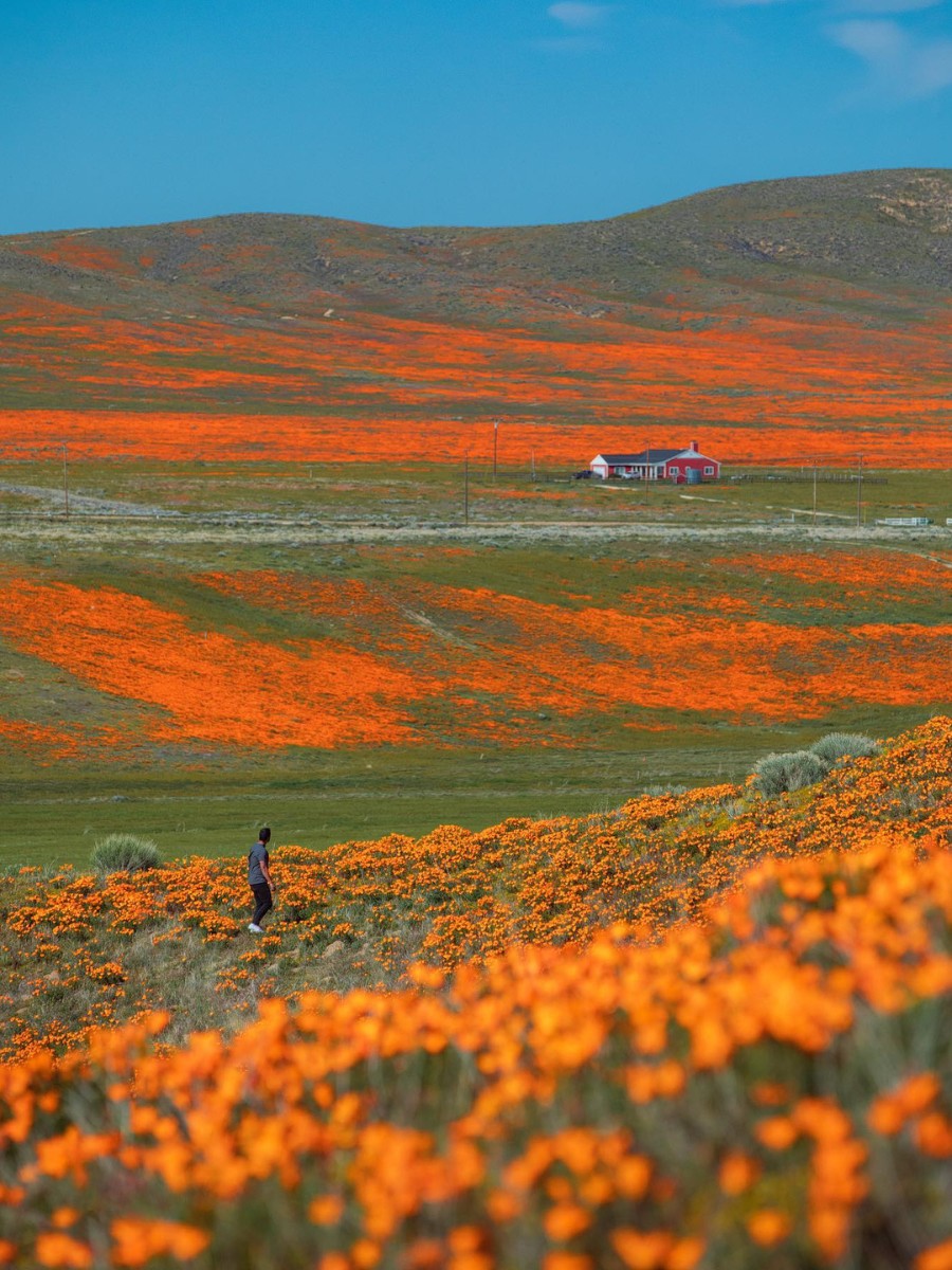 All About the California Poppy, the California State Flower.