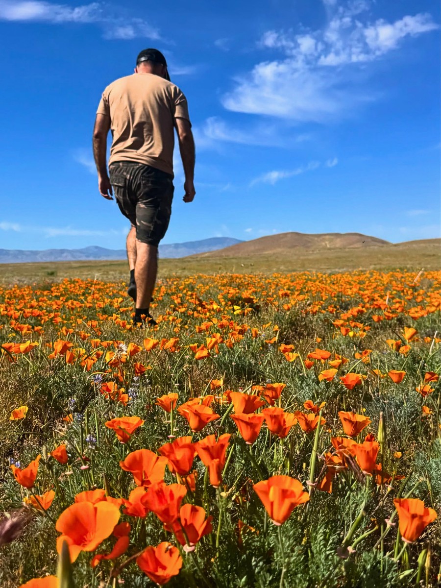 All About the California Poppy, the California State Flower.