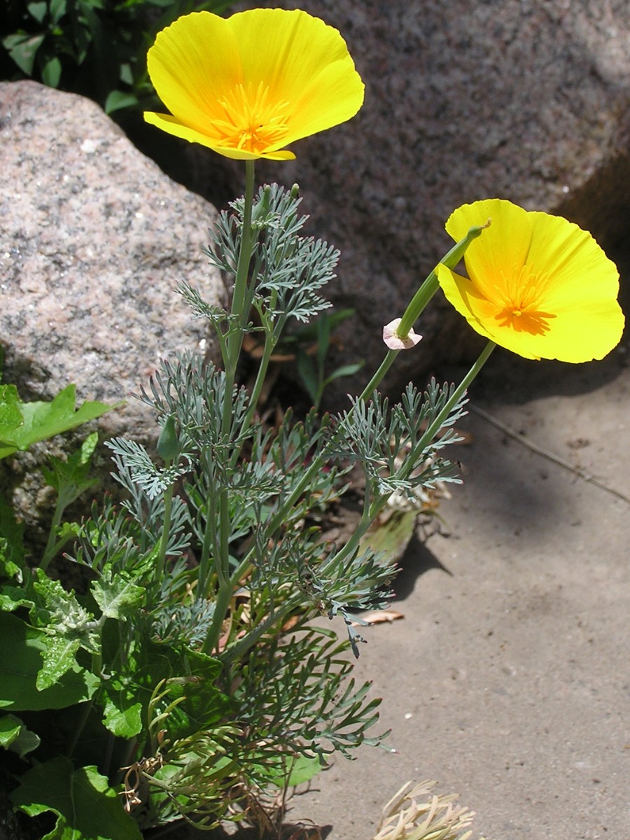The official California state flower is the California poppy, known scientifically as Eschscholzia californica