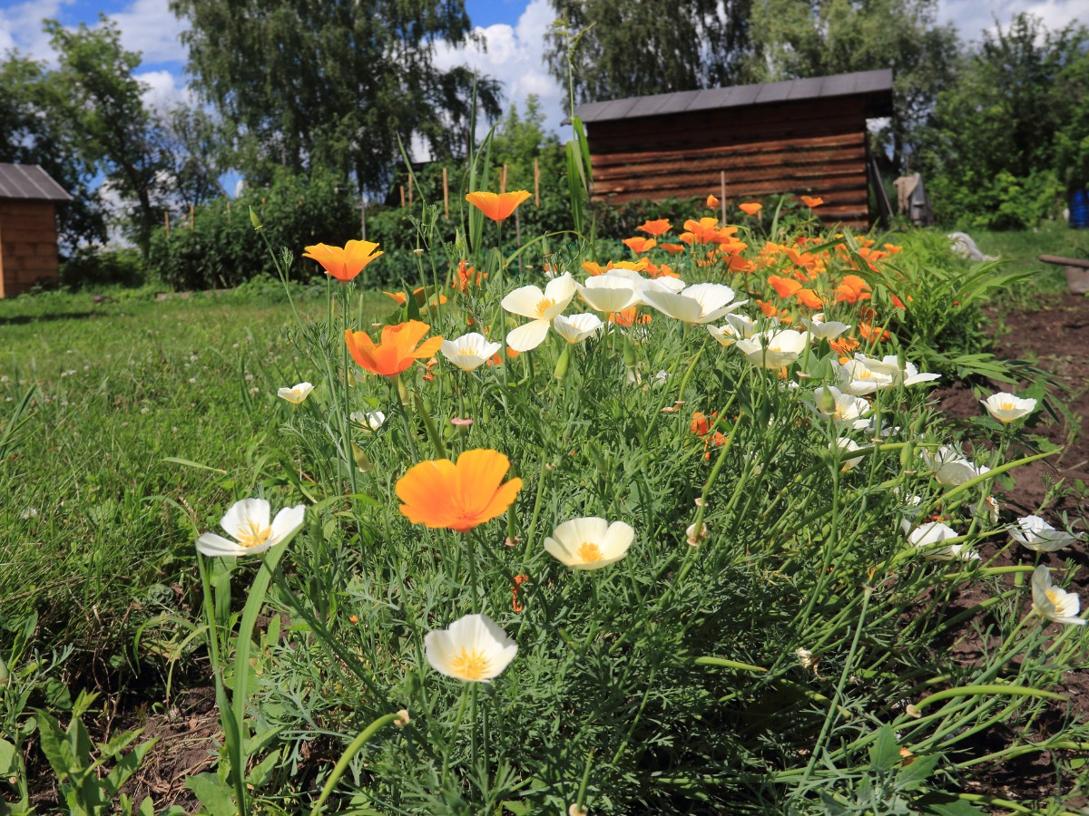 The official California state flower is the California poppy, known scientifically as Eschscholzia californica.