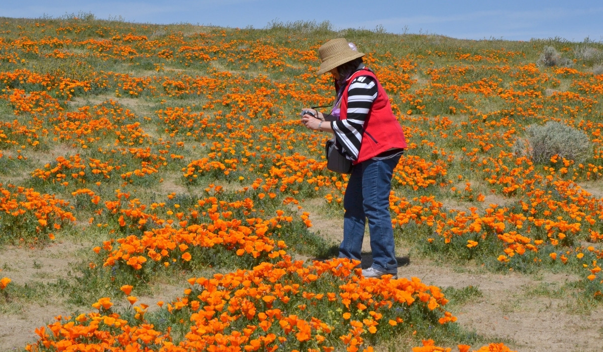 The official California state flower is the California poppy, known scientifically as Eschscholzia californica. 