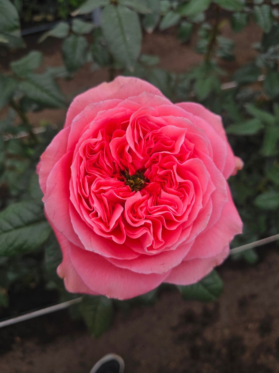 Bright pink xpression rose