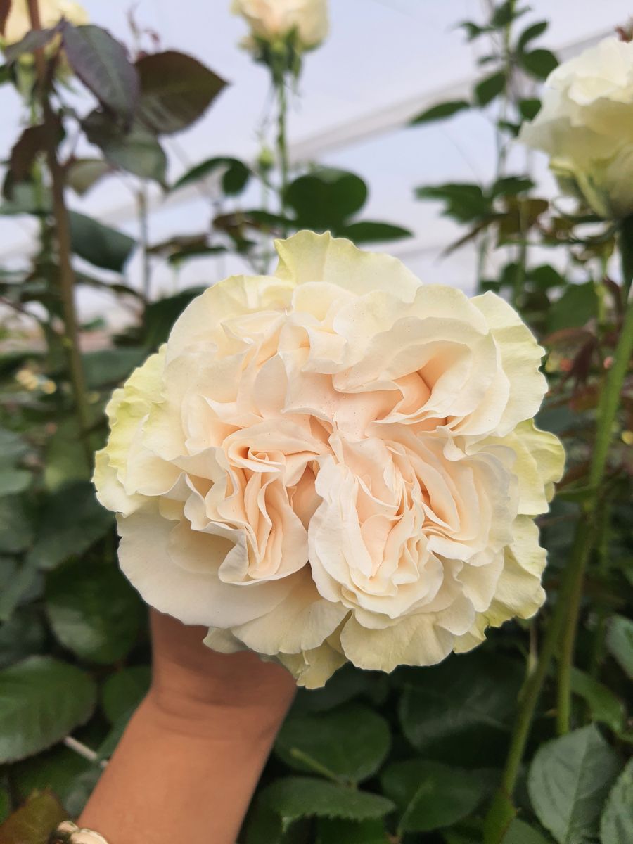 Cotton Xpression garden like rose