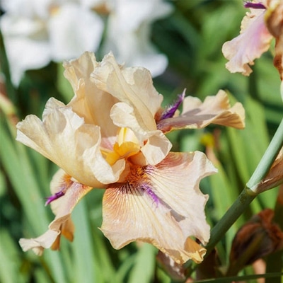 Beared Iris Article On Thursd