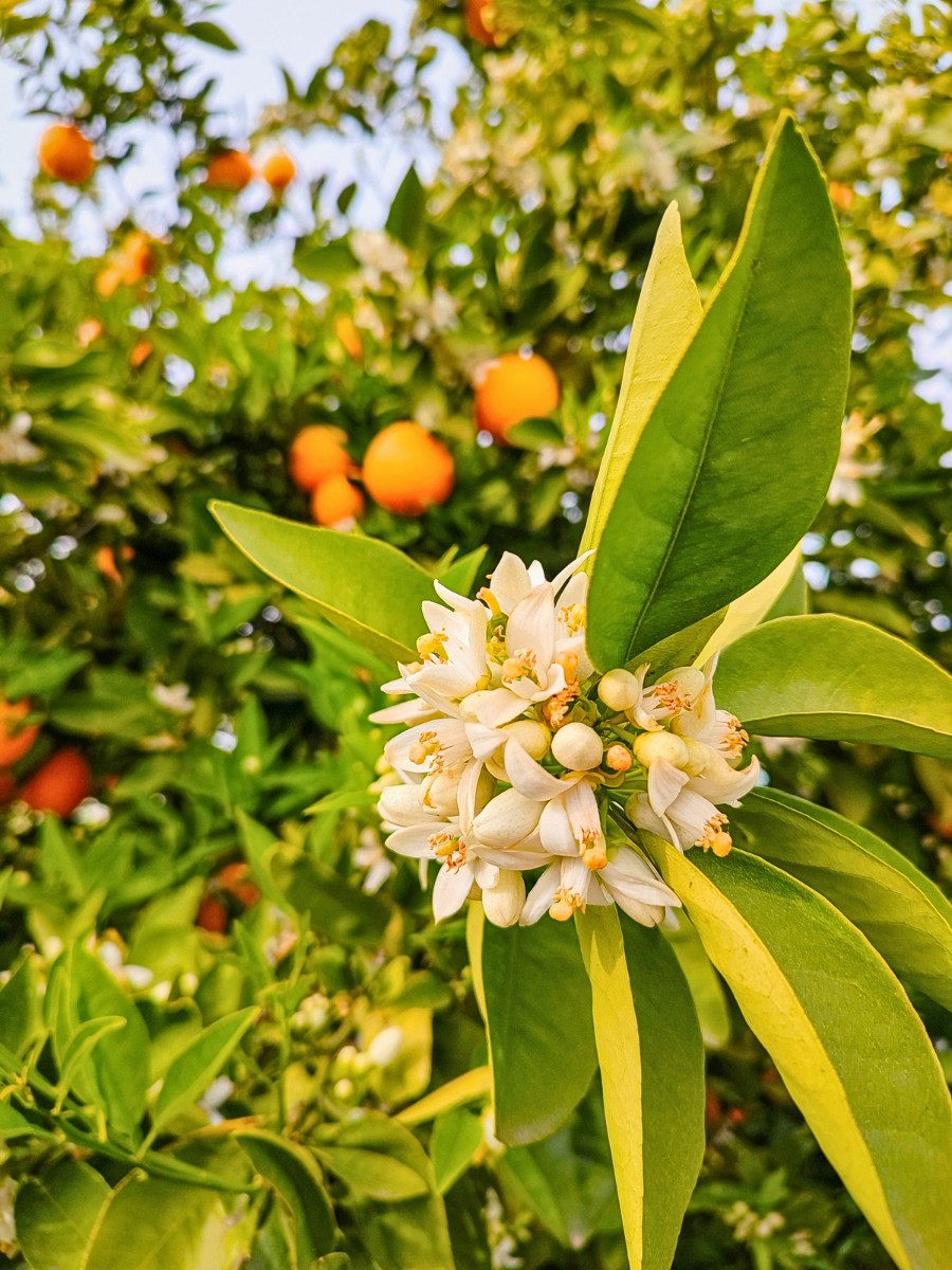 The official Florida state flower is the orange blossom, the flower of the sweet orange tree (Citrus sinensis). 