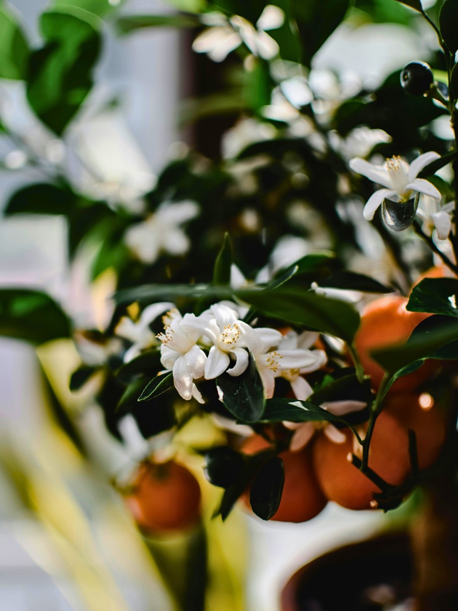 Orange Blossom as Florida&rsquo;s State Flower