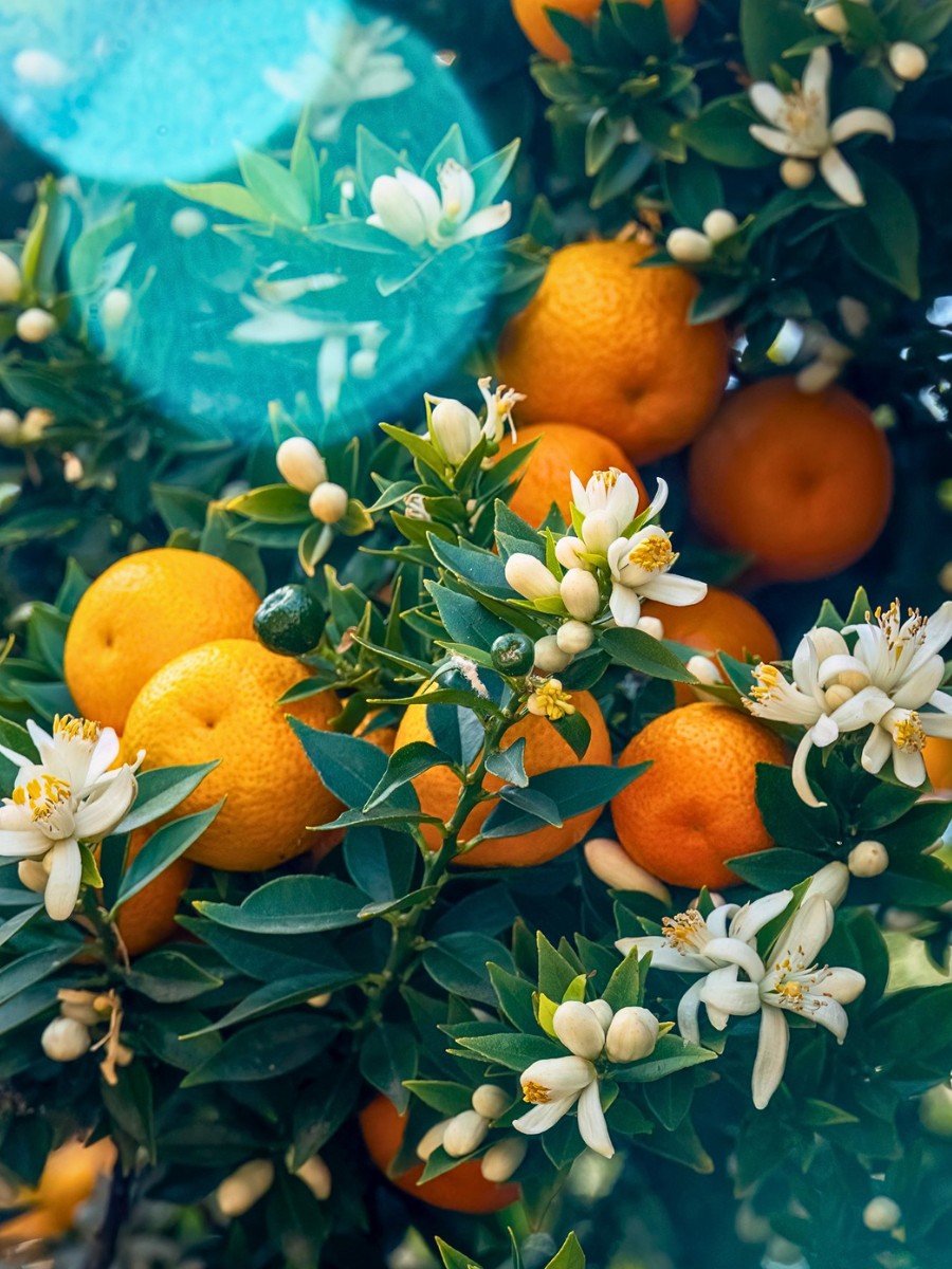 What You&rsquo;d Want to Know About the Orange Blossom as Florida&rsquo;s State Flower