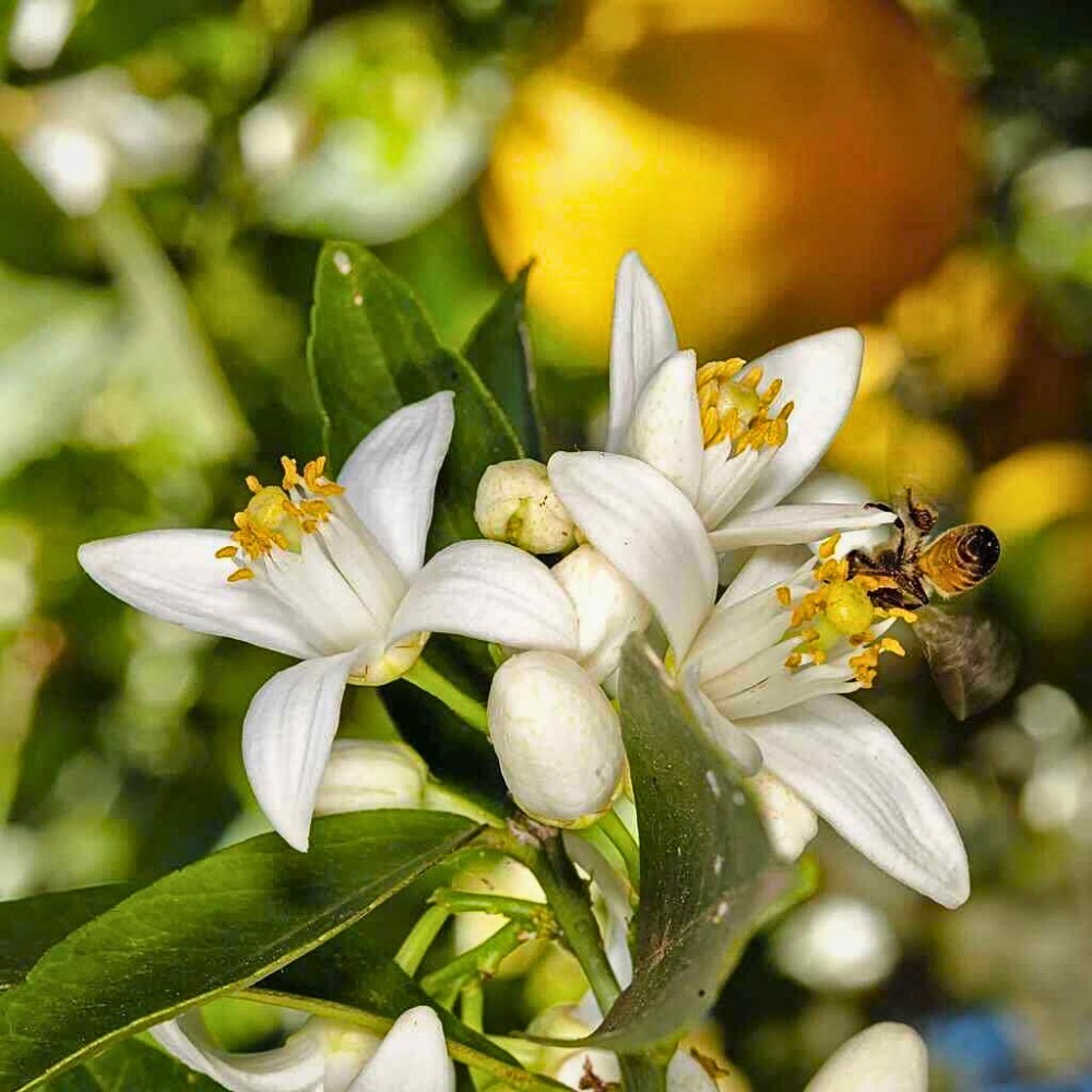 The orange blossom, which is the state flower of Florida, is highly fragrant and traditionally associated with good fortune. It has long been popular in bridal bouquets and head wreaths. Its essence is an important component in the making of perfume.