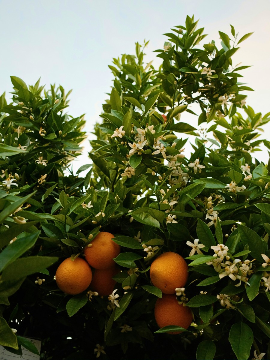 The orange blossom, which is the state flower of Florida, is highly fragrant and traditionally associated with good fortune. 