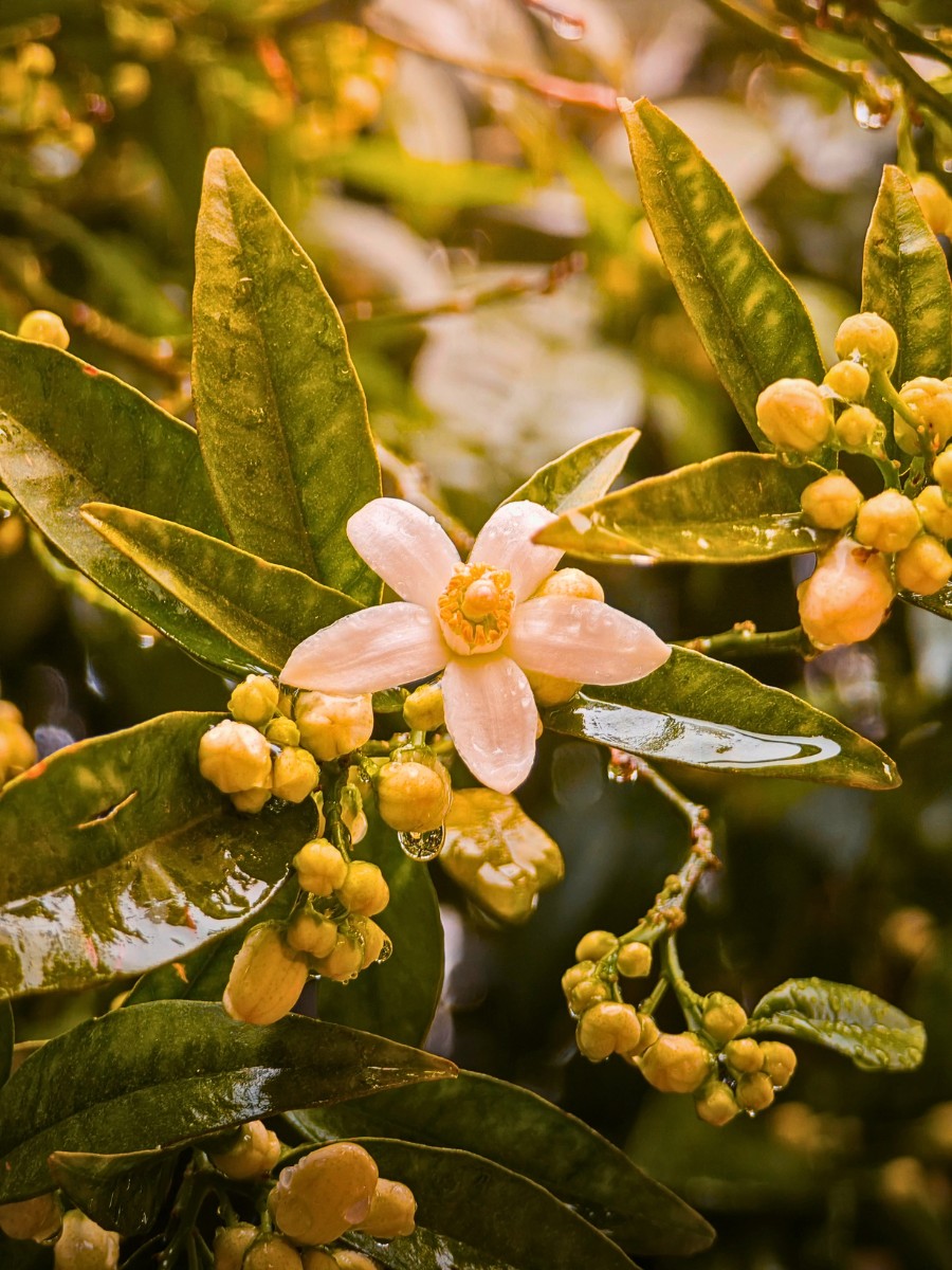 The orange blossom, which is the state flower of Florida, is highly fragrant and traditionally associated with good fortune. It has long been popular in bridal bouquets and head wreaths. Its essence is an important component in the making of perfume.