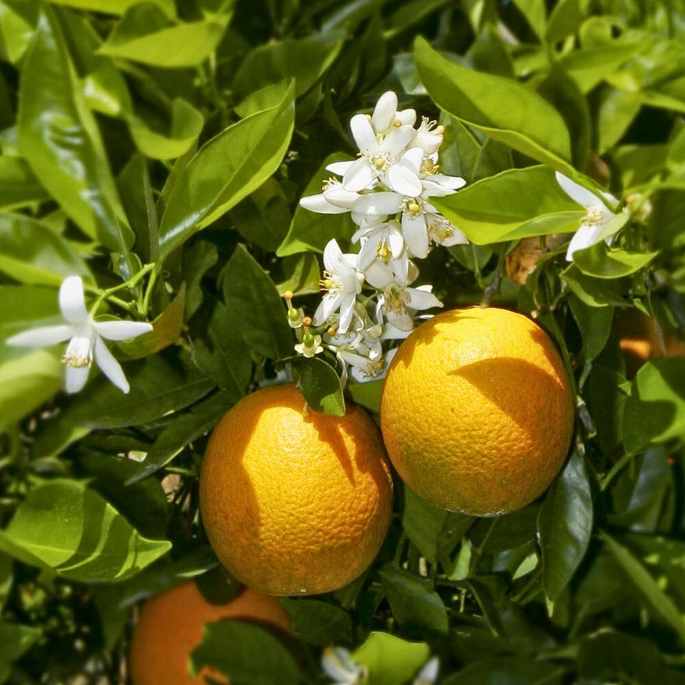 The Official Florida State Flower Is the Orange Blossom, the Flower of the Sweet Orange Tree Also Called Citrus Sinensis