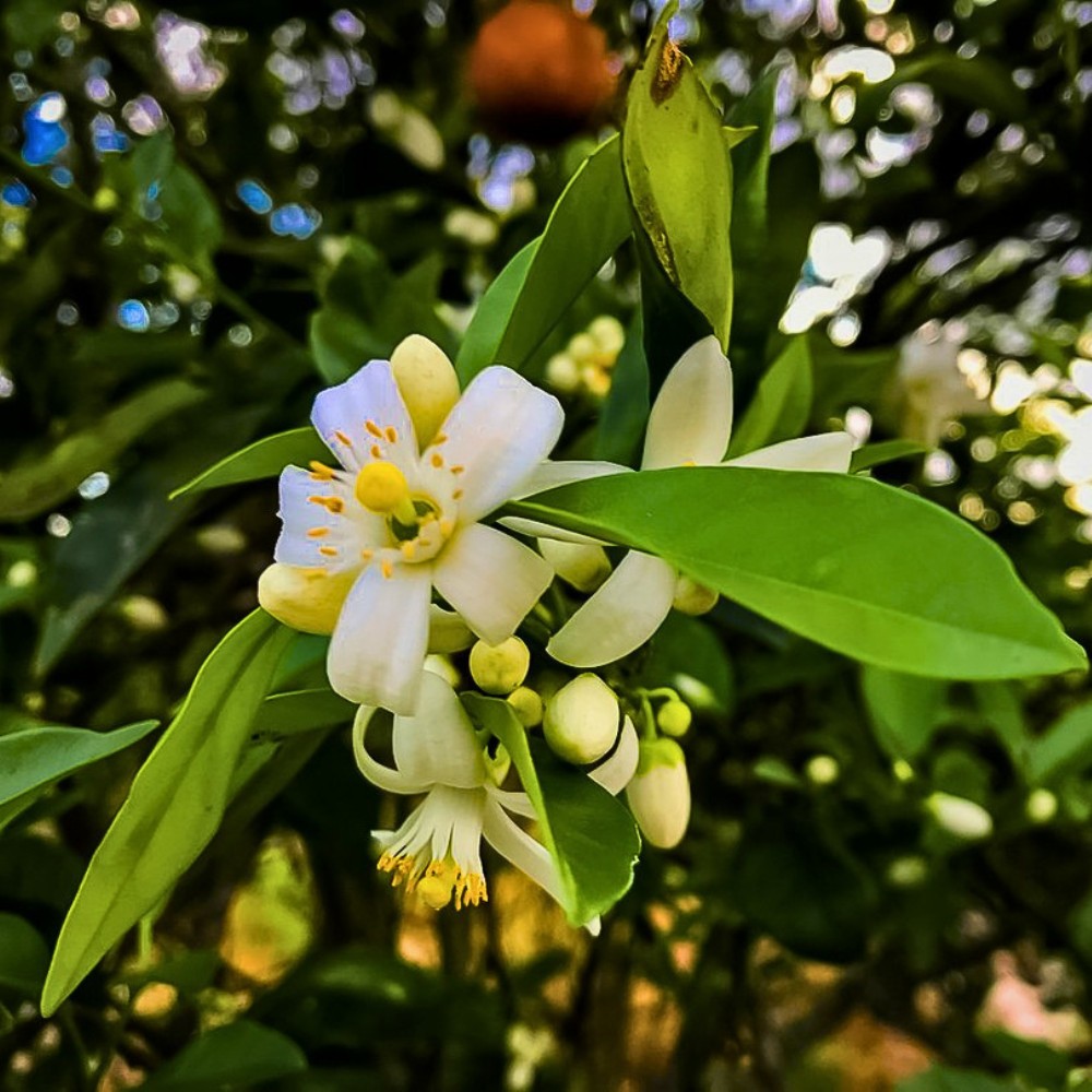 The Official Florida State Flower Is the Orange Blossom, the Flower of the Sweet Orange Tree Also Called Citrus Sinensis