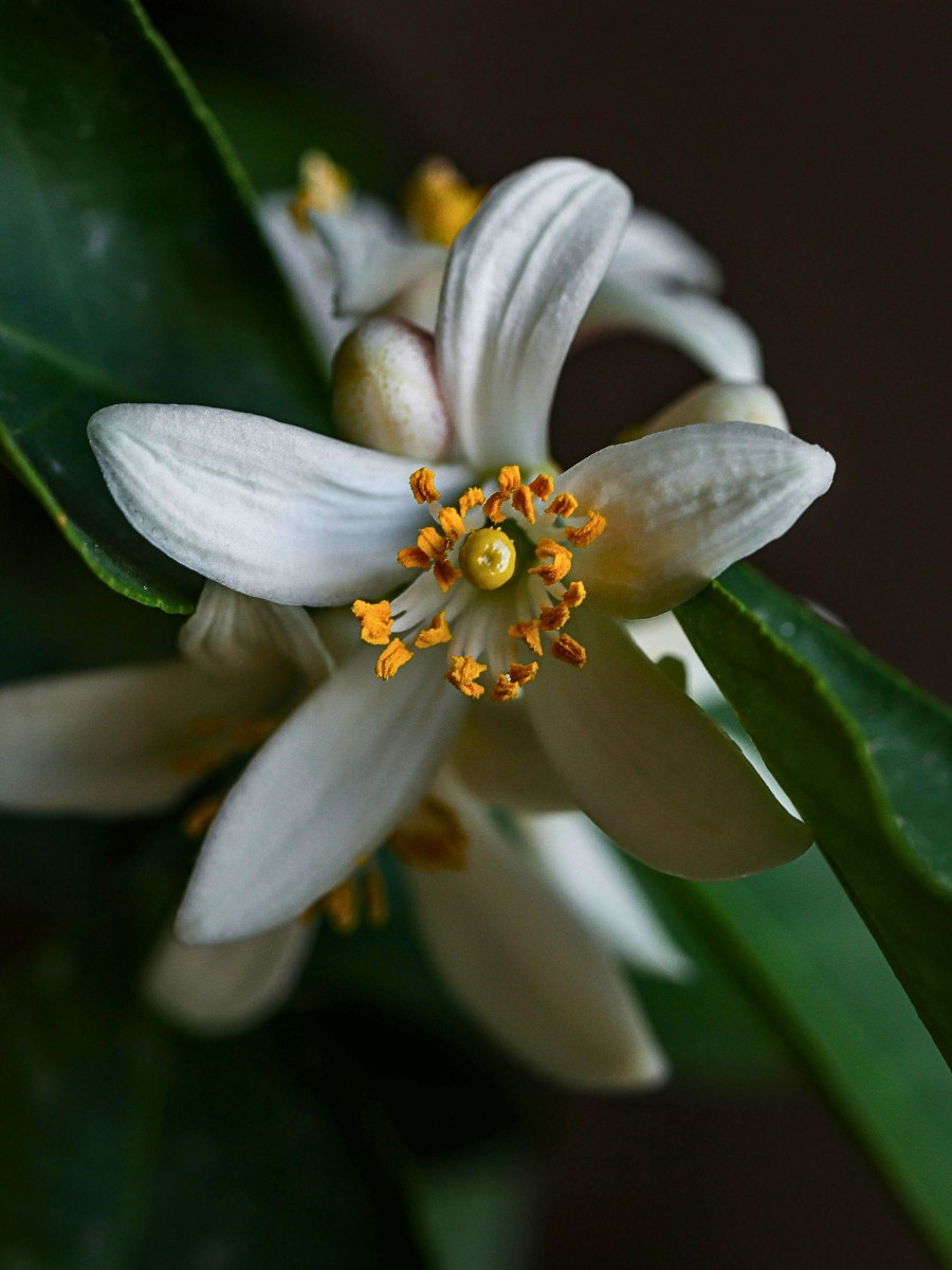 The Official Florida State Flower Is the Orange Blossom, the Flower of the Sweet Orange Tree Also Called Citrus Sinensis