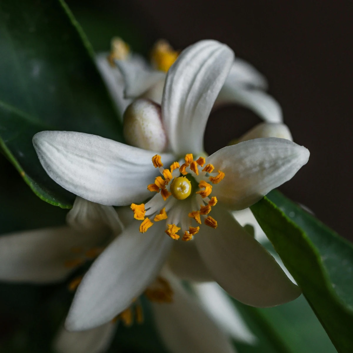 The Official Florida State Flower Is the Orange Blossom, the Flower of the Sweet Orange Tree Also Called Citrus Sinensis