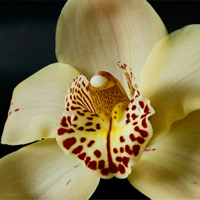 Cymbidium Orchid Article On Thursd
