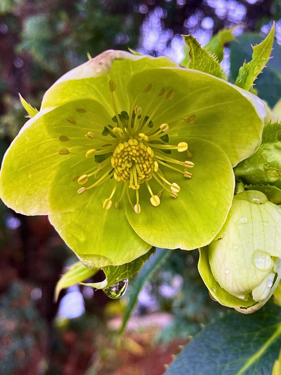 Which Flowers Bloom in Winter? Here&rsquo;s a Guide to the Most Common Winter-Blooming Flowers.