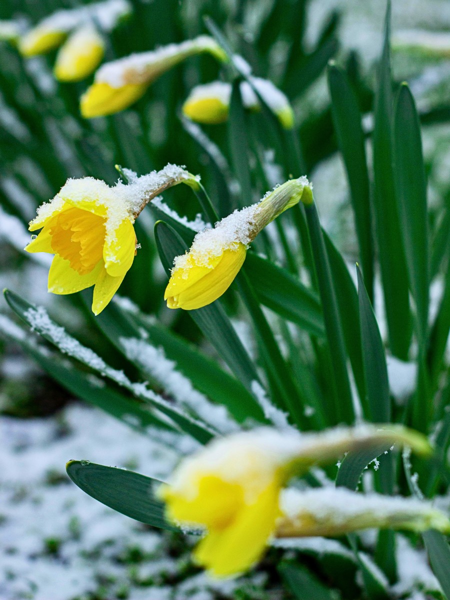 Are there flowers that bloom in late winter that attract pollinators?