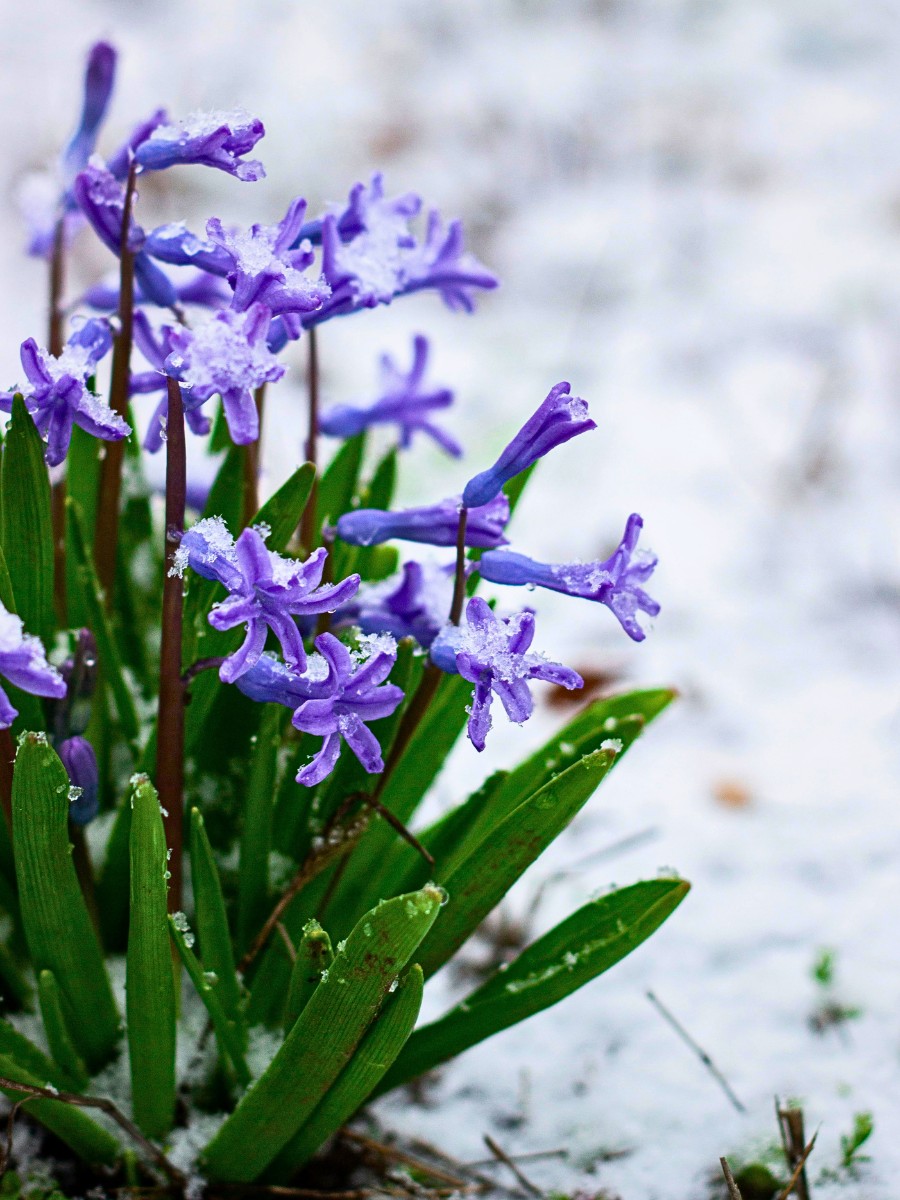 Which Flowers Bloom in Winter? Here&rsquo;s a Guide to the Most Common Winter-Blooming Flowers.