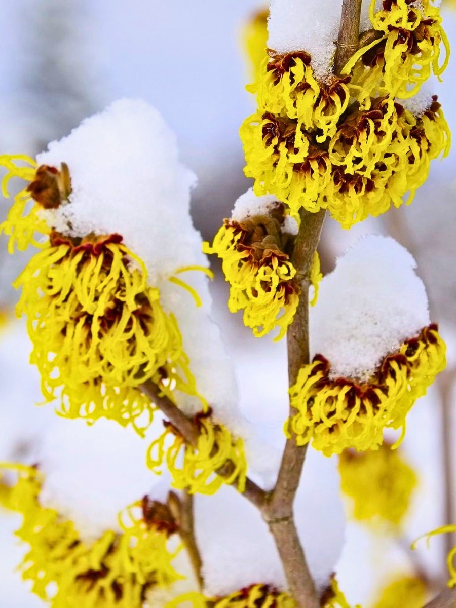 Which Flowers Bloom in Winter? Here&rsquo;s a Guide to the Most Common Winter-Blooming Flowers.