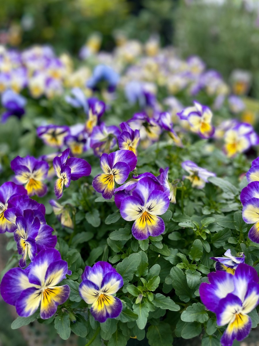 What flowers that bloom in winter have the best fragrance?