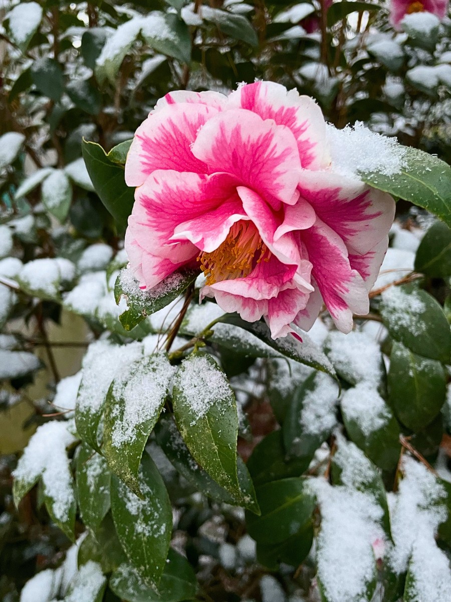 Explore the best flowers that bloom in winter for your garden.