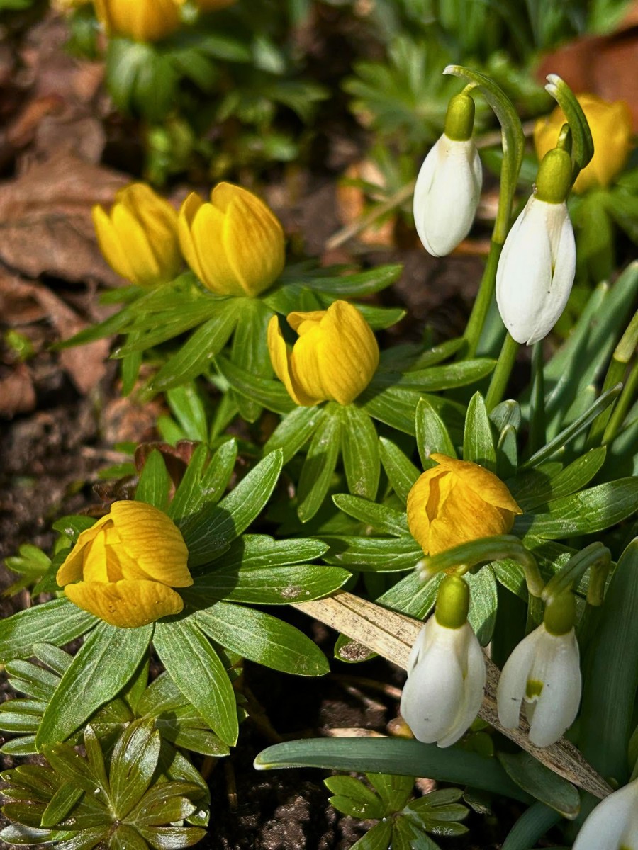 Flowers that bloom in late winter nyt
