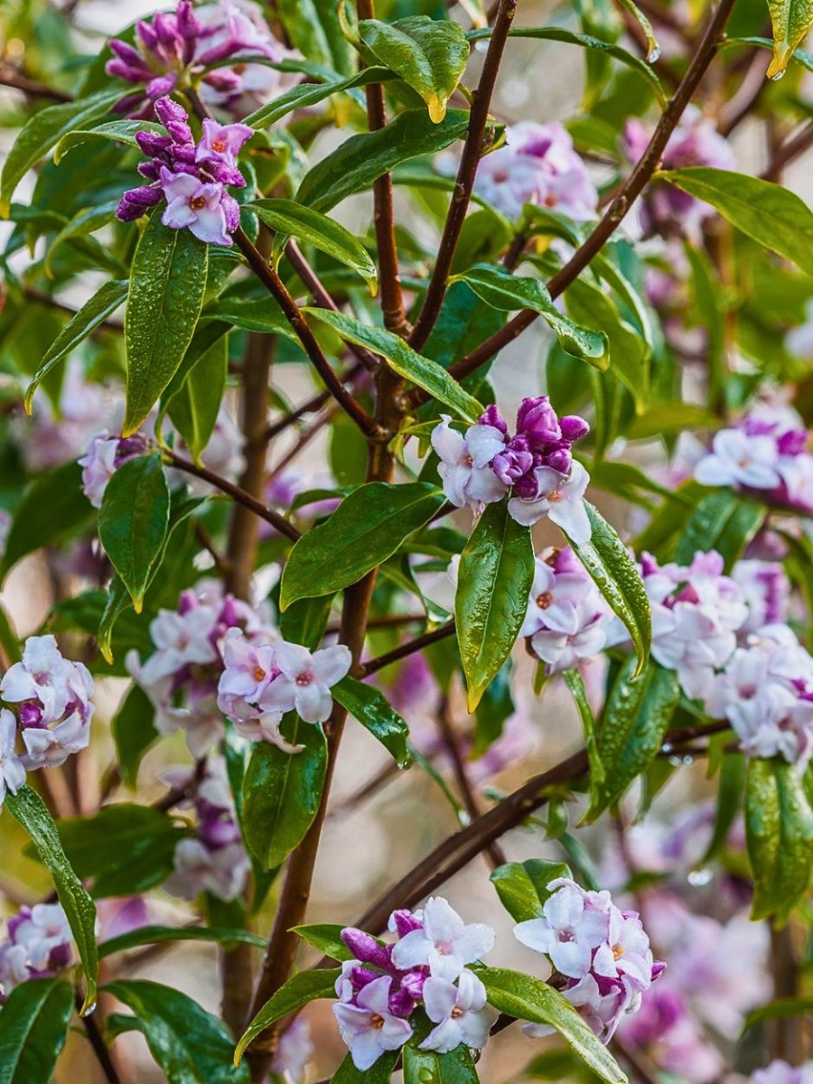 Flowers that bloom in late winter nyt
