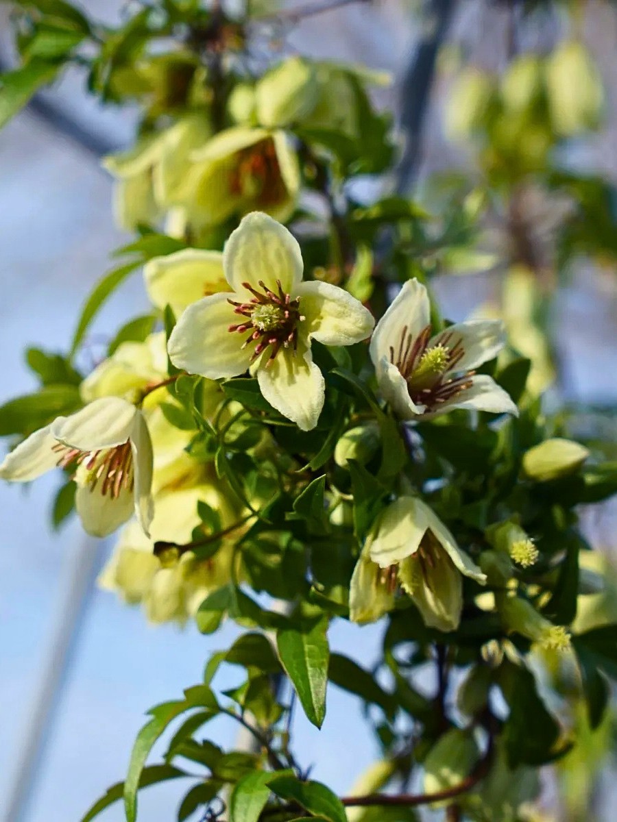 Flowers that bloom in winter nyt