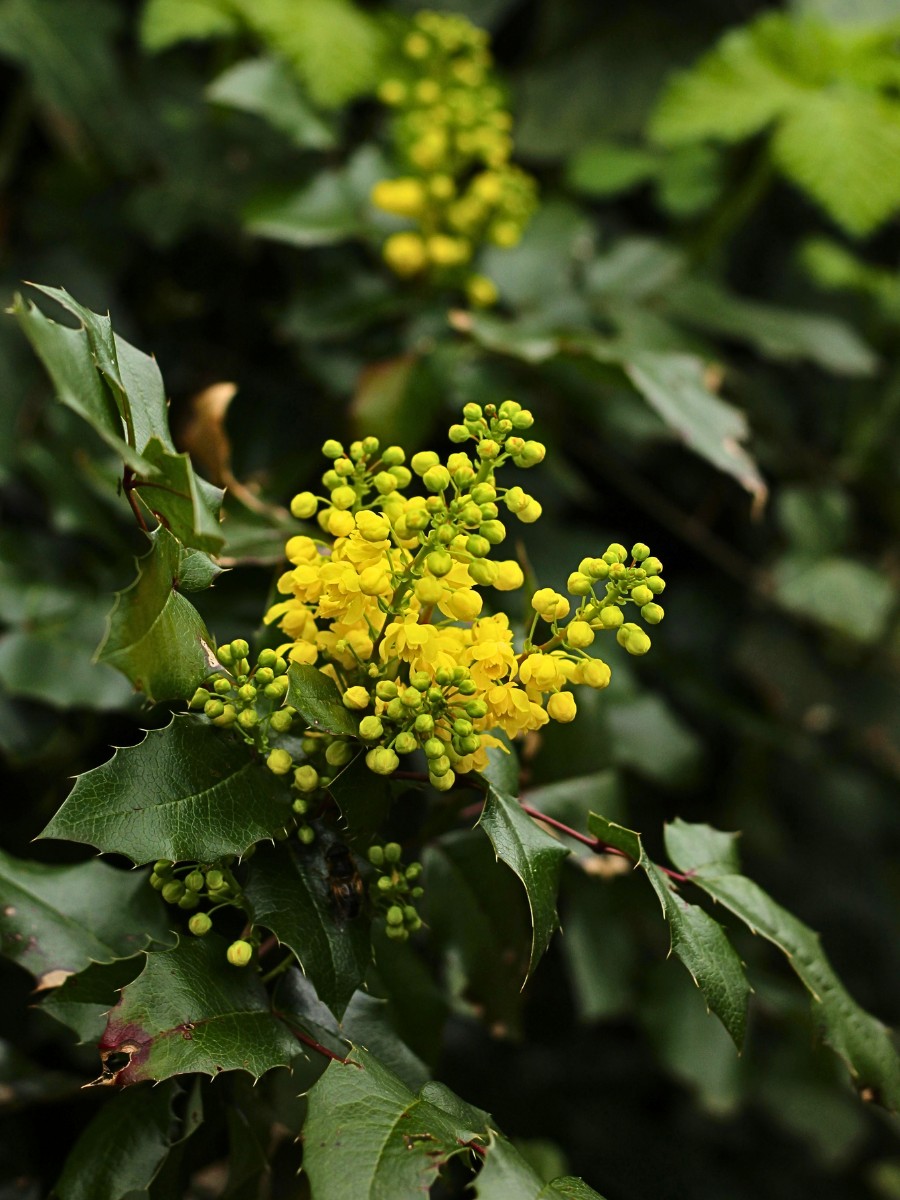 Flowers That Bloom in Winter: The Complete Guide to Cold-Season Flowers and Plants