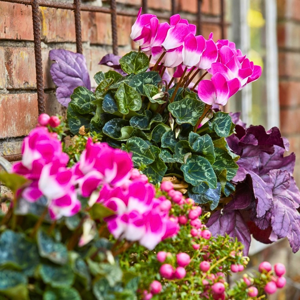 Which Flowers Bloom in Winter? Here&rsquo;s a Guide to the Most Common Winter-Blooming Flowers.