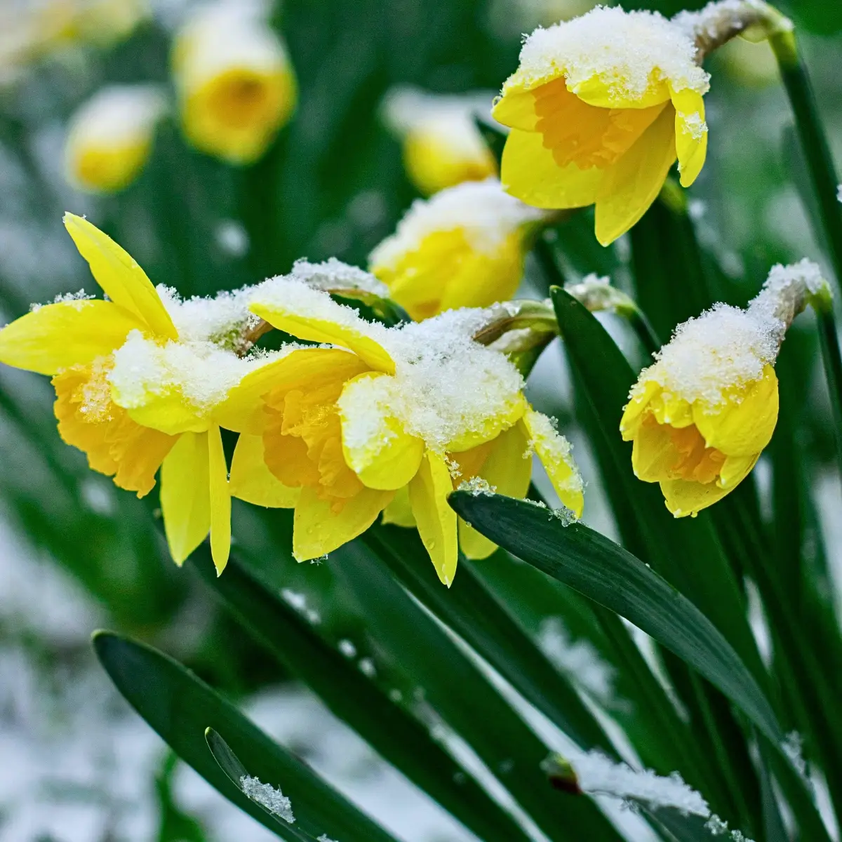 Which Flowers Bloom in Winter? Here’s a Guide to the Most Common Winter-Blooming Flowers.