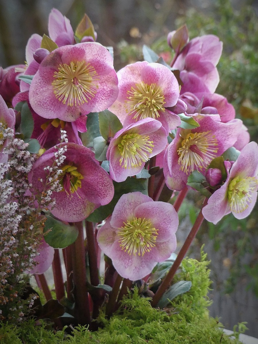 Which Flowers Bloom in Winter? Here&rsquo;s a Guide to the Most Common Winter-Blooming Flowers.