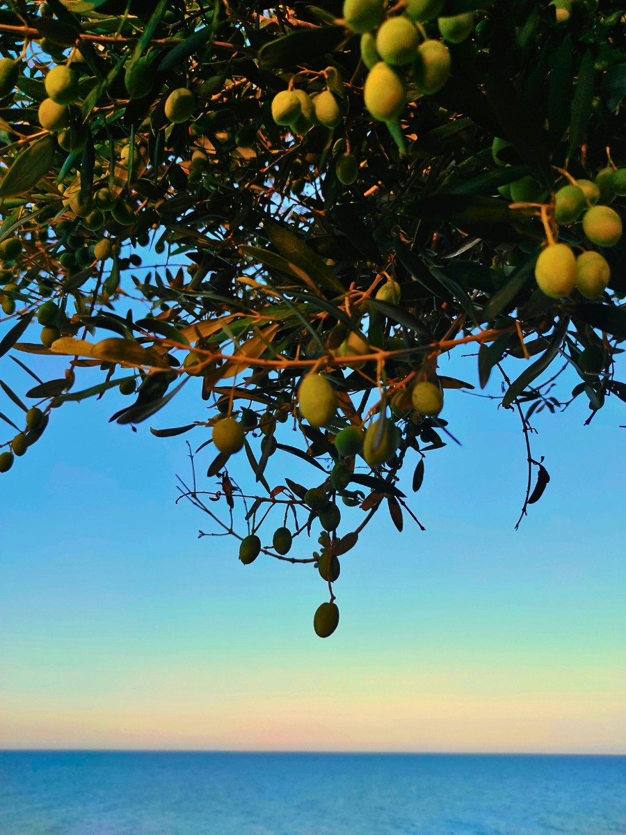 National Olive Day - A Celebration of Olives