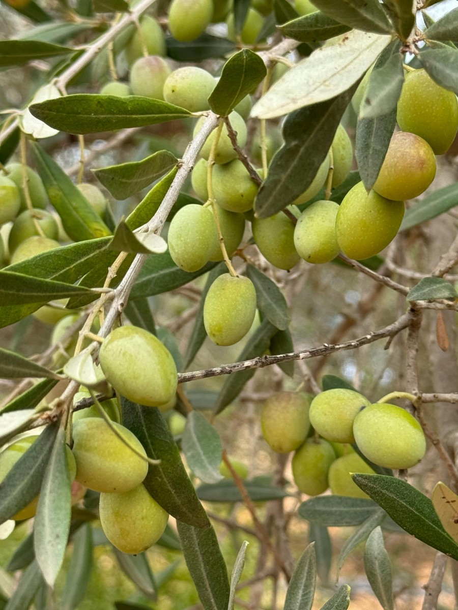 National Olive Day - A Celebration of Olives