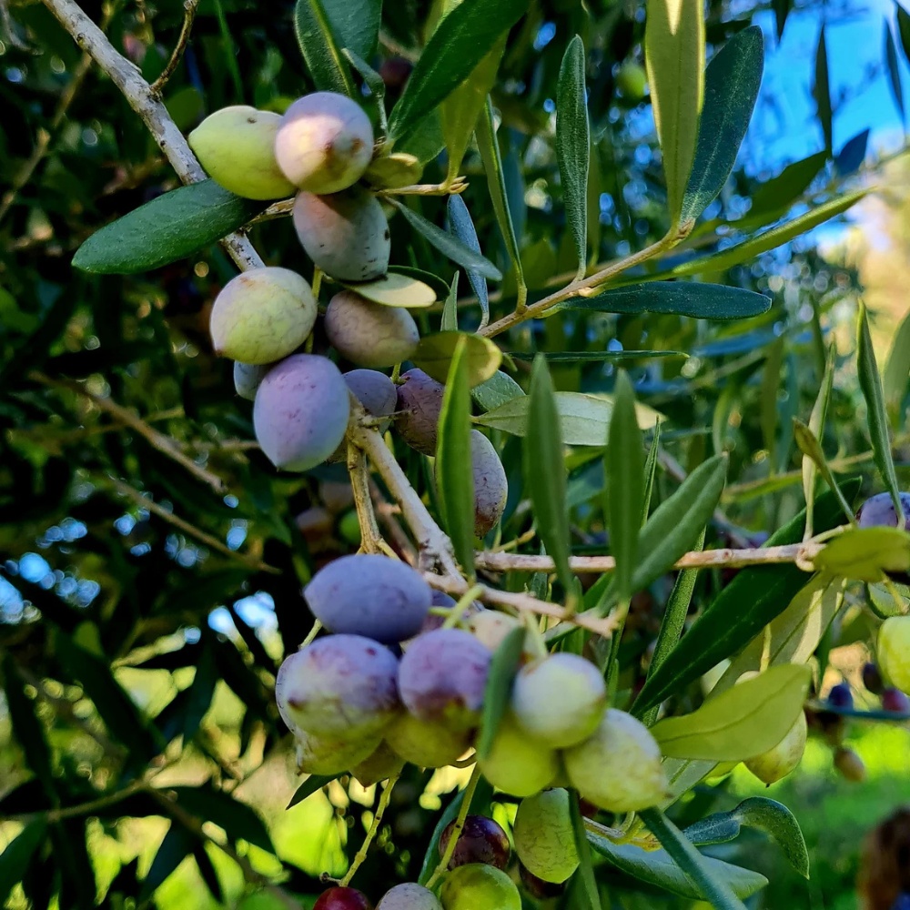 National Olive Day is the perfect time to celebrate the numerous benefits of the olive tree.