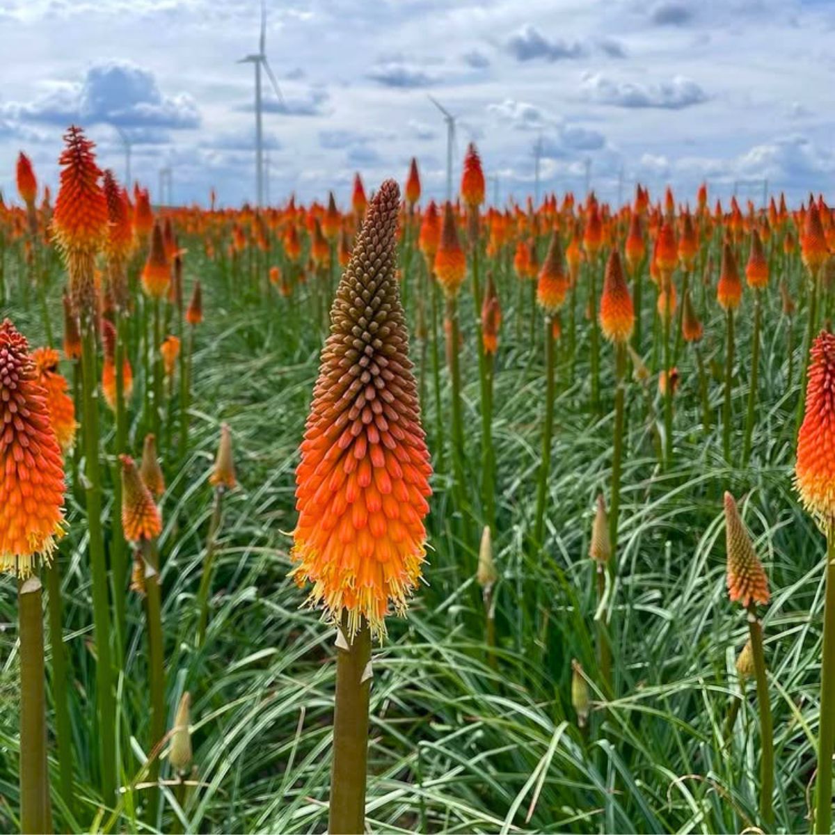Kniphofia by hetinterieurduo