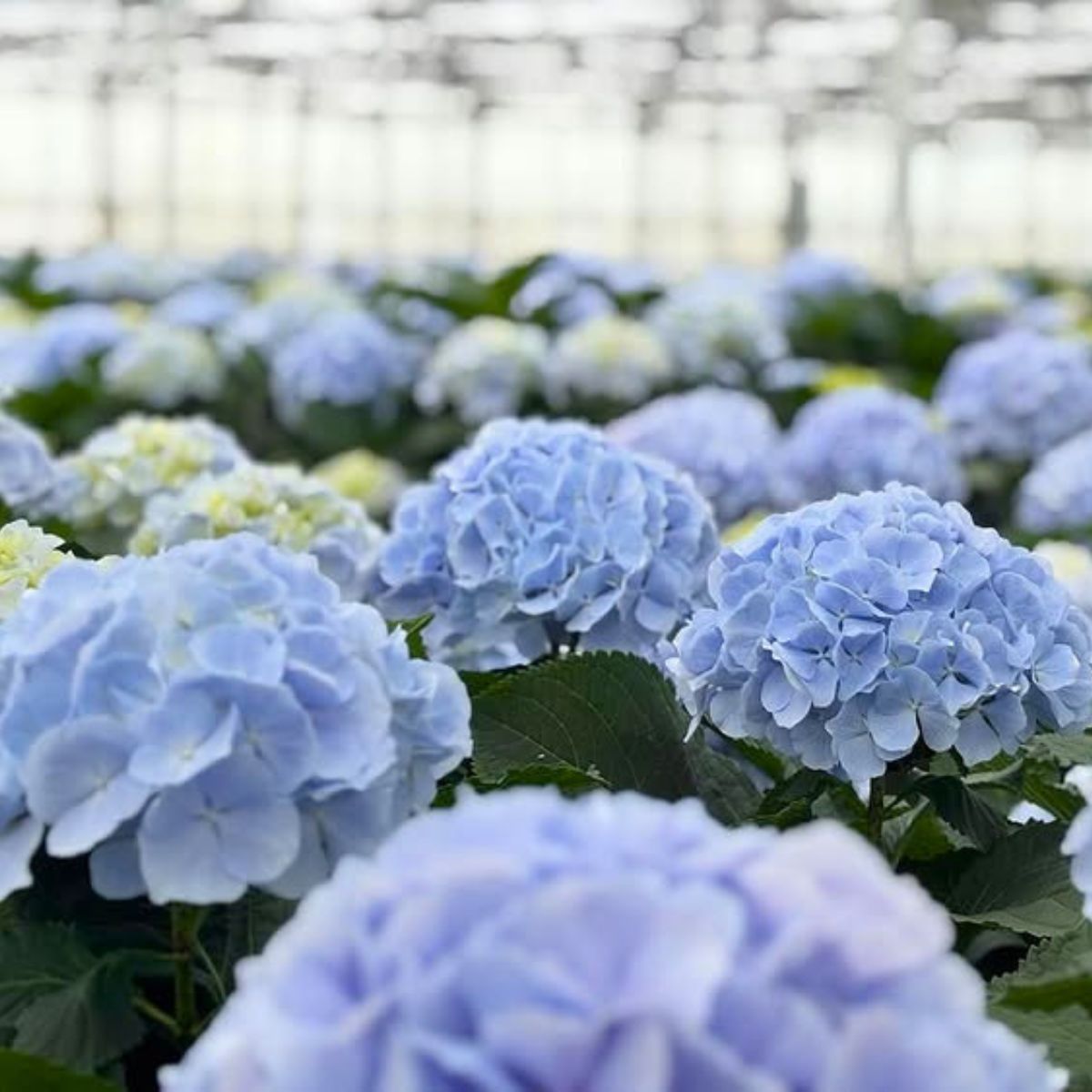 Hydrangea Verena Blue by royalcolours_kwekerij