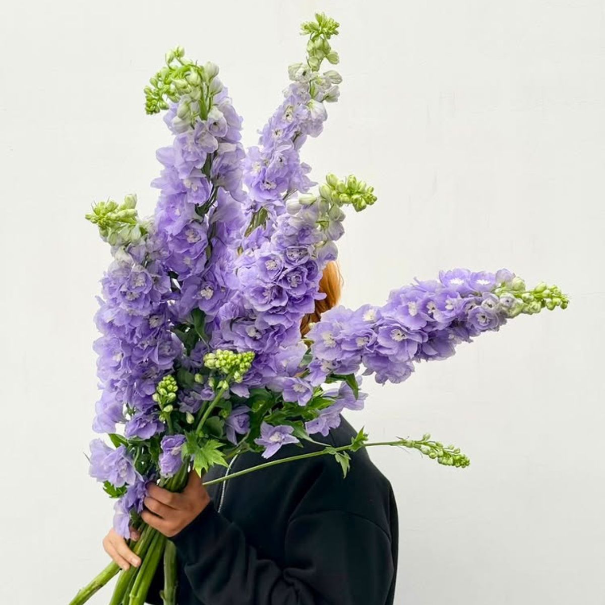 Delphiniums by fiorella_gifts