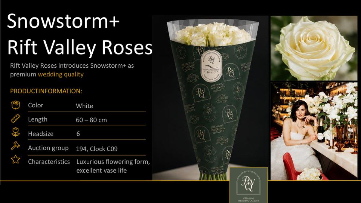 Snowstorm+ Rift Valley Roses by Fresco Flowers Snowstorm+ Rift Valley Roses by Fresco Flowers