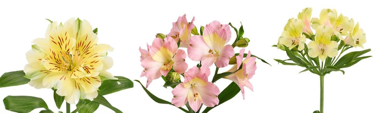 H.M. Tesselaar Alstroemeria Fashionista Couture, Tompouce, Melon