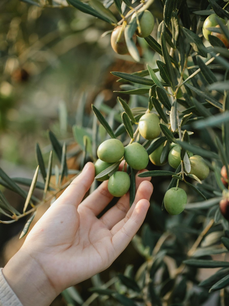 National Olive Day - A Celebration of Olives