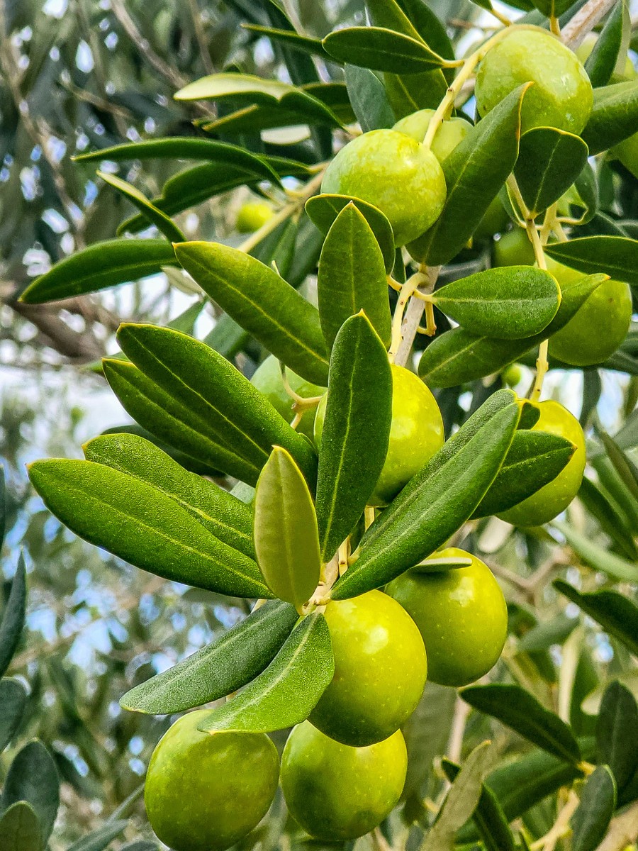 How Can You Observe National Olive Day? There Are Many Ways to Celebrate National Olive Day