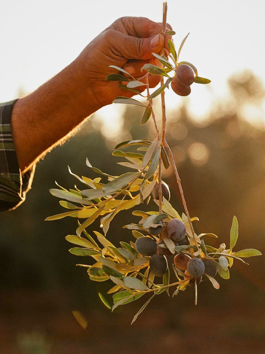 How Can You Observe National Olive Day? There Are Many Ways to Celebrate National Olive Day